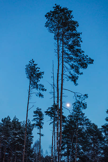 Winter pine forest at dusk. Moon in sky