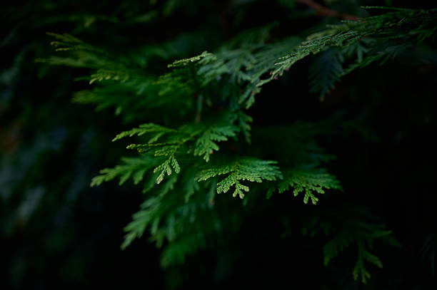 istock Branches of a green white cedar. 2255049198