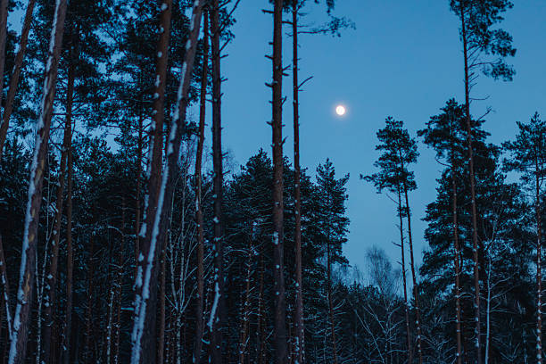 Winter pine forest at dusk. Moon in sky