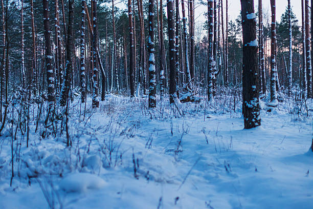 Pine winter forest in evening twilight