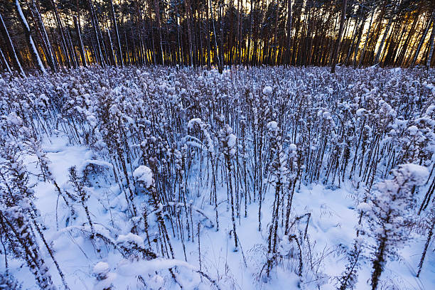 A contrast of a dried sunflower field and pine forest when both covered by snow