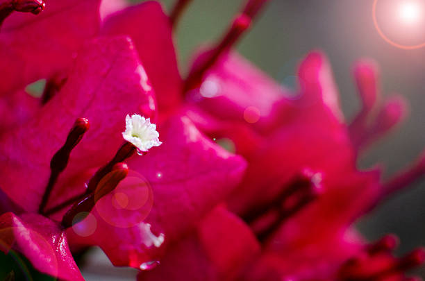 Red Bougainvillea Bracts Macro Closeup With Soft Green Background.