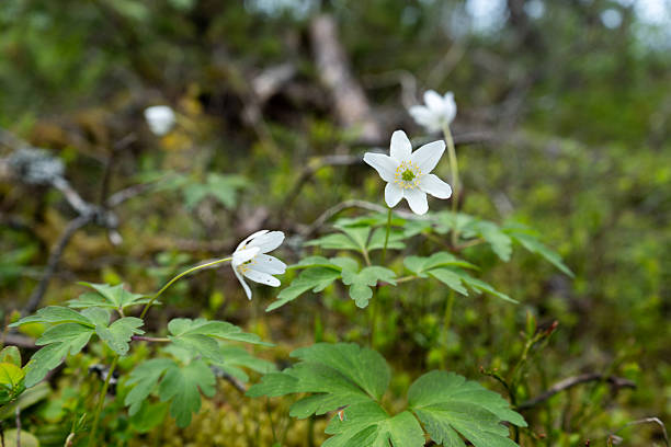 istock Delicate white wood anemone flowers bloom in a lush green forest setting 2255050154