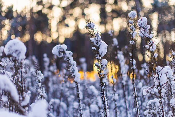 Snow on grass. Winter nature