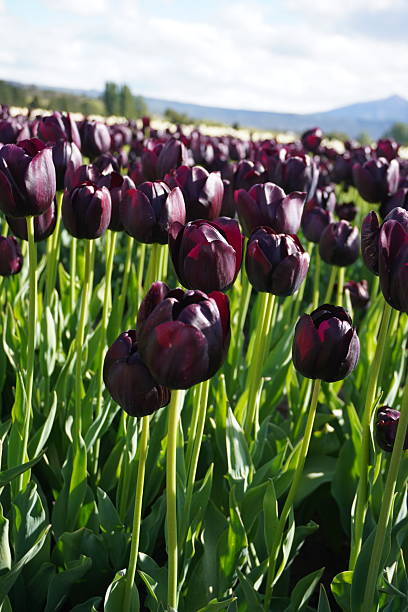 Spring Time Blooming Tulips in Colorful Field