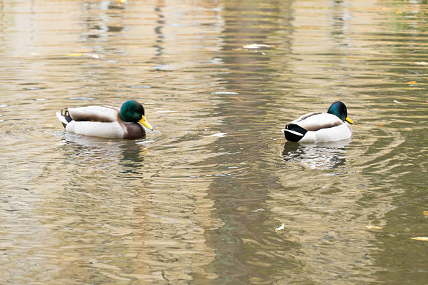 Wild ducks in the river in public park, Chemnitz, Germany.