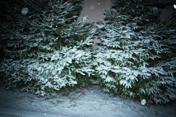 photo with flash. winter background
