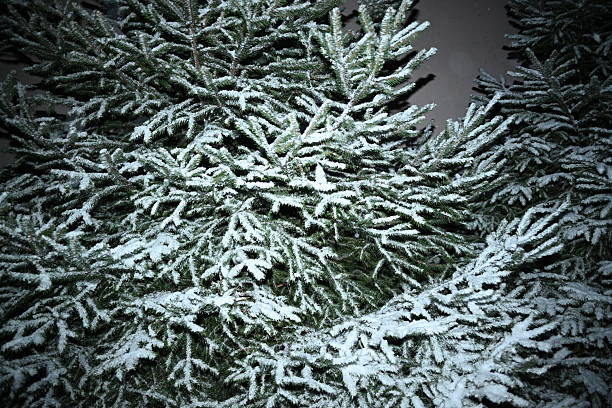 photo with flash. winter background