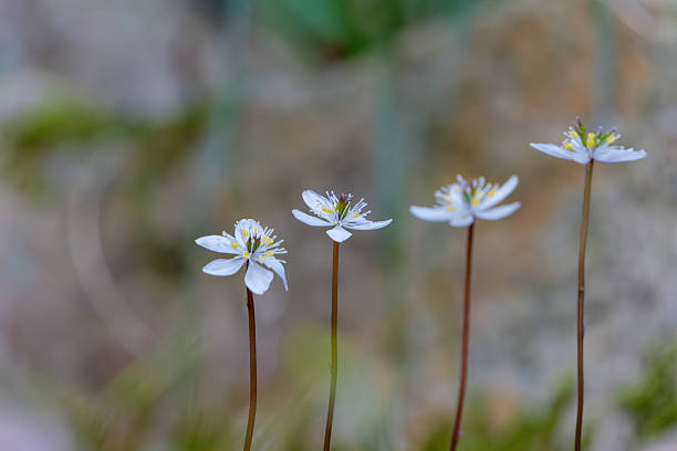 Delicate White Flowers of Early Spring