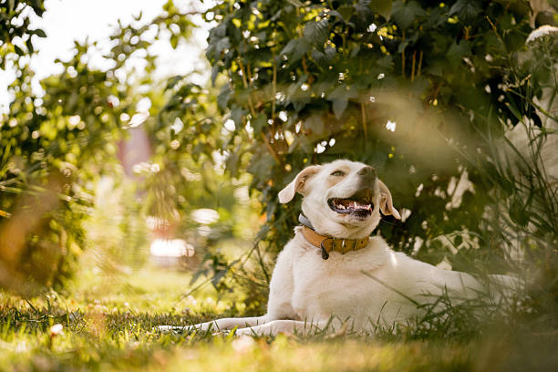Relaxed mixed-breed dog of Labrador type resting and sitting in a sunny summer garden. Friendly pet wearing two different collars, enjoying calm outdoor lifestyle and warm natural light.
