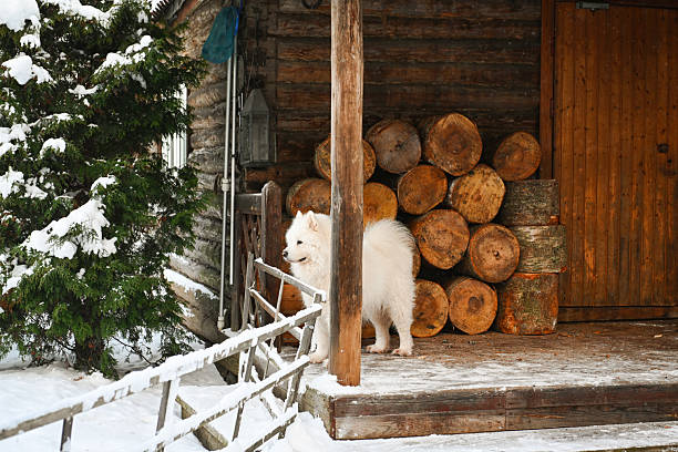 Winter in the garden