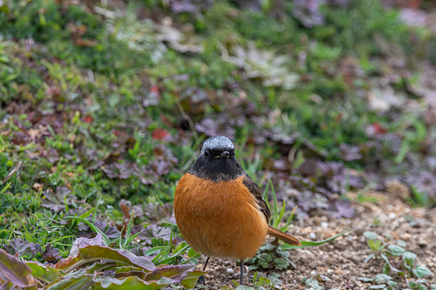 Flame robbin bird perched in golden grass