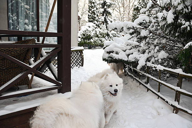 Winter in the garden