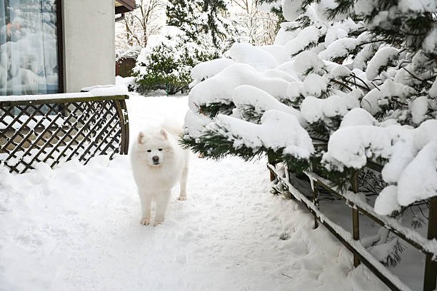 Winter in the garden