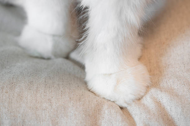 Stray cat paw with blurry multi colors background.