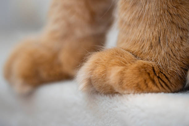 istock Soft Paws of a Red Tabby Maine Coon Cat 2255065448