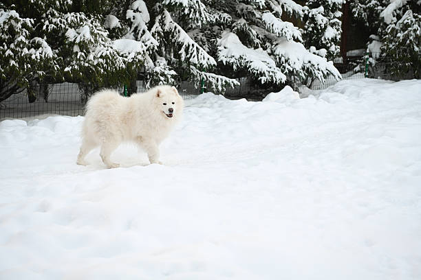Winter in the garden