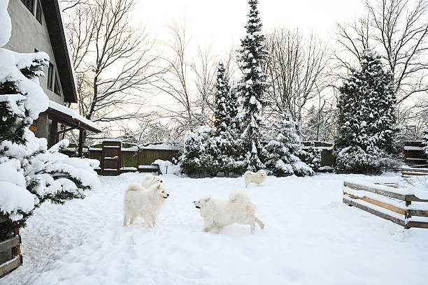Winter in the garden