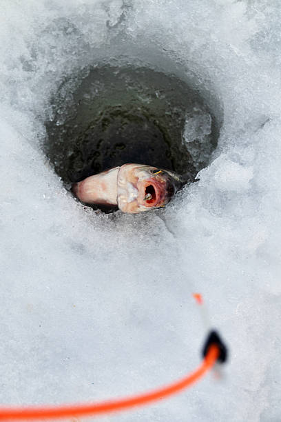 Close-up of a fresh red sea bream placed on a bed of ice, highlighting its vibrant colors and texture