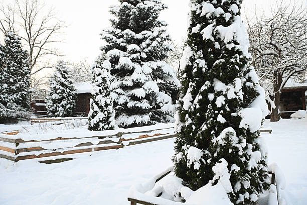 Winter in the garden