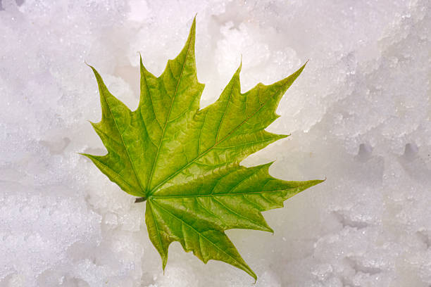 Flower or young green leaf appeared in cold snow. World of wonder, impossible fantasy or expanding boundaries of human possibility (concept of miracle, paradox)