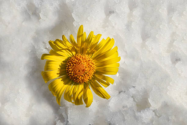 Flower or young green leaf appeared in cold snow. World of wonder, impossible fantasy or expanding boundaries of human possibility (concept of miracle, paradox)