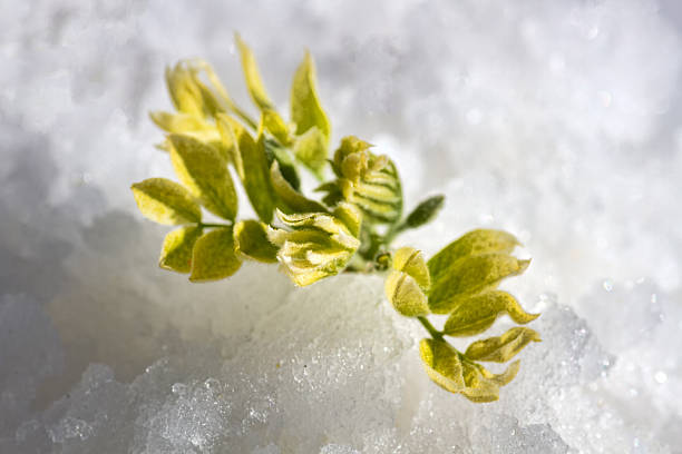 Flower or young green leaf appeared in cold snow. World of wonder, impossible fantasy or expanding boundaries of human possibility (concept of miracle, paradox)