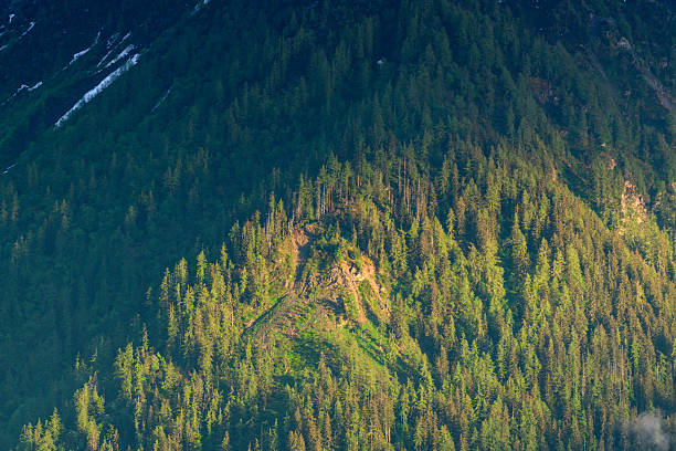 Golden sunlight highlights a dense pine forest covering a steep mountain slope, revealing rich green textures and dramatic shadows in the alpine landscape.