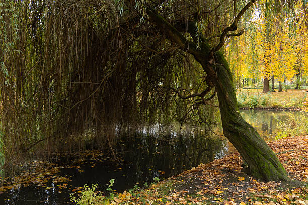 River in the colorful autumn season park. Chemnitz, Germany
