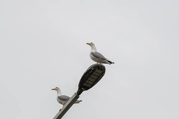 Seagulls are sitting on the streetlights.