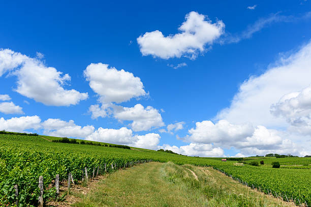 istock Vineyard path winding through green hills Pouilly 2255072005