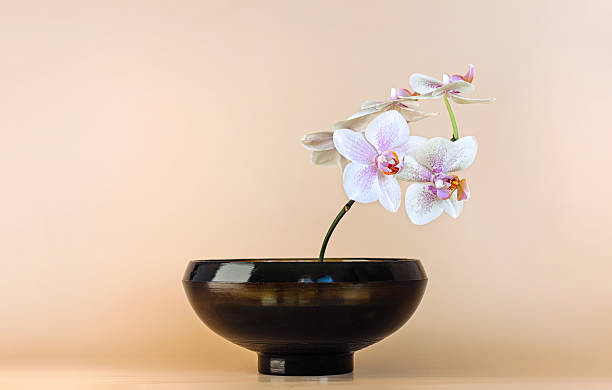 istock minimal orchid flower in black bowl on beige background 2255073234