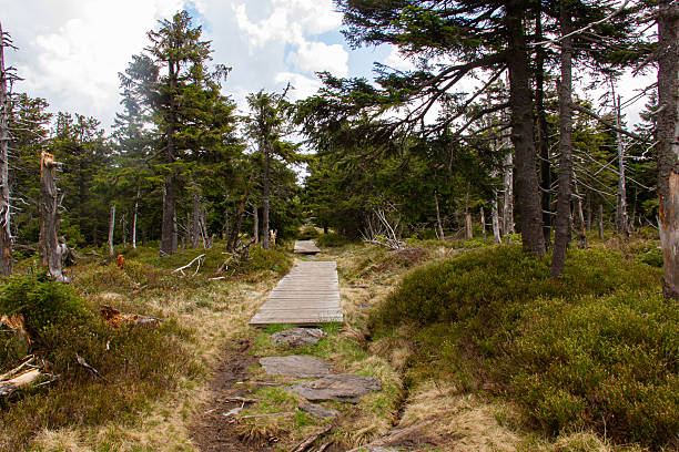 Fallen trees, dramatic nature, epinaceas. tourism in small european mountains.