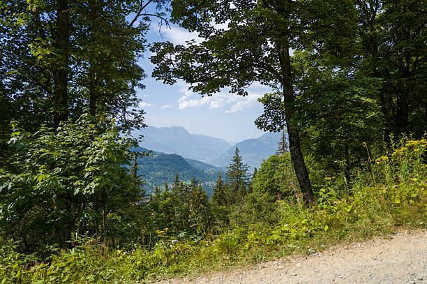 Dirt path winding through lush green woodland with a distant view of blue mountain ridges and a bright sky, sunlight filtering through leafy trees and wild undergrowth in the foreground.
