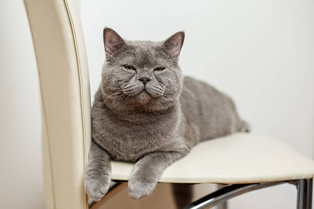 A gray cat with a wary look sits on a sofa covered with a checkered blanket, a little irritated cat