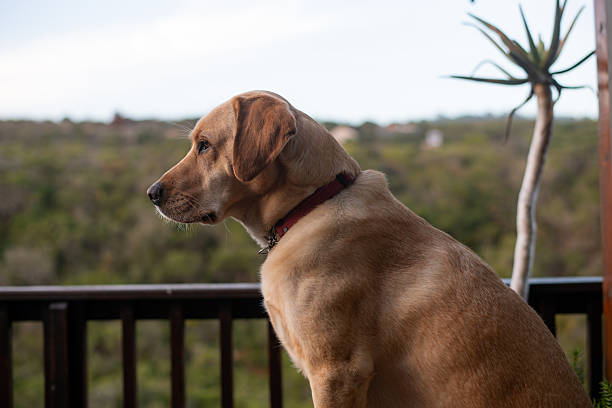 Portrait of labrador retriever sitting down