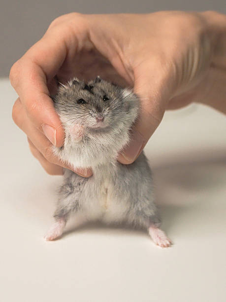 istock small hamster is being held by a person's hand 2255081656