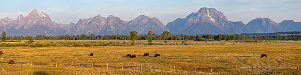 istock Bison Graze In Open Field Below Grand Teton Range Panorama 2255082707