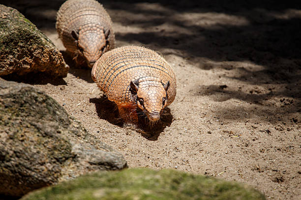 A dynamic, eye-level shot of two Six-banded Armadillos (Euphractus sexcinctus), or Tatu-peba, moving quickly across a sandy area. The primary focus is on the armadillo in the foreground, showing its characteristic yellowish-brown armored shell (carapace) with distinct bands, pointed snout, and small ears. The second armadillo follows closely behind in the background. Bright sunlight creates sharp shadows on the sand, highlighting the texture of their shells and the dusty environment. The scene is framed by natural rocks, capturing these unique mammals in an active, foraging state.