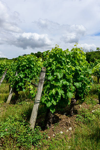 Vineyard in the rustic wine producing countryside surrounding the town of Saint-Emilion at sunset, France