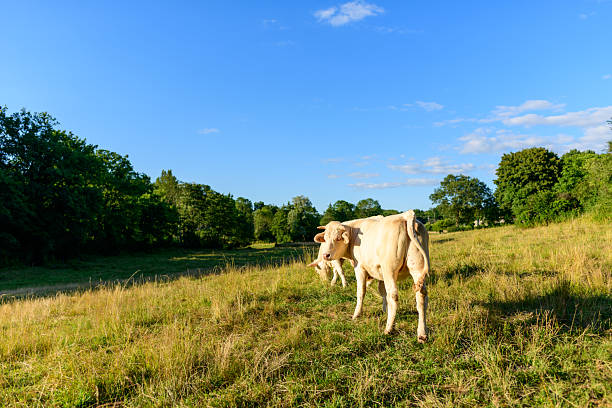 Pair of white cows standing in a sun-drenched pasture surrounded by tall grass and leafy trees, with a clear blue sky overhead near Saint-Honore-les-Bains.