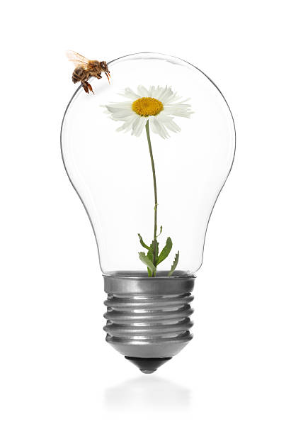 Light bulb with flower inside and bee on white background. Green energy concept