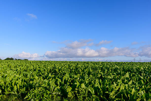 Beautiful weather around the Chiltern Hills, clear skies over the fields.