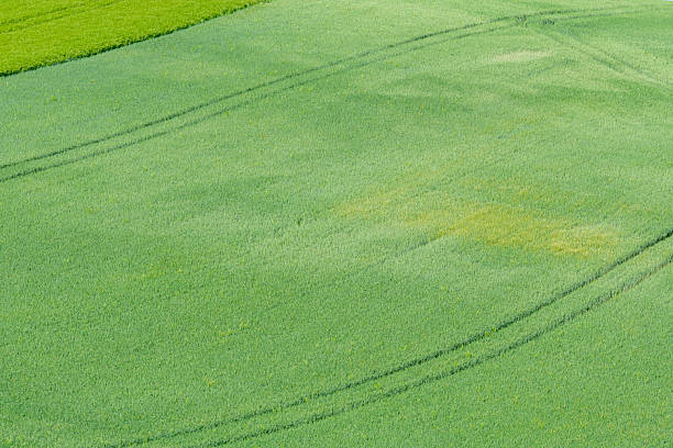 Close-up view of a lush green agricultural field near Cuncy les Varzy, featuring gentle tractor tracks and soft gradients of spring growth under natural daylight.