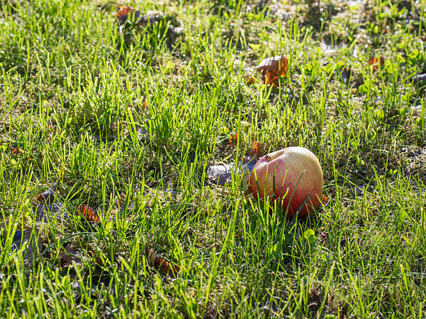 Beautiful fresh apples in the summer orchard fallen from the tree in the grass.