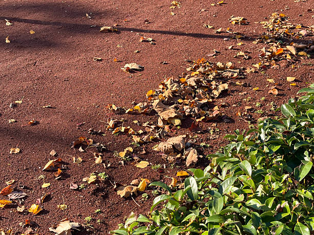 Autumn leaves in the public park. Dried leaves on the dirt background with sunlight reflection