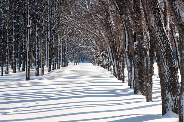 Rows of trees cast diagonal shadows on the snow in a winter landscape