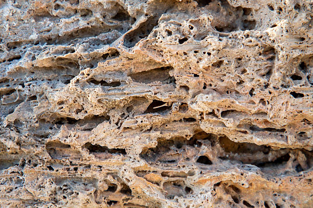 Close-up of a porous limestone surface featuring irregular cavities, mineral-rich textures, and a natural palette of beige, brown, and gray. The rock’s weathered appearance and intricate voids suggest long-term erosion and biological activity, making it ideal for geological, environmental, or architectural themes. Perfect for use in educational visuals, texture backgrounds, or nature-focused design projects.