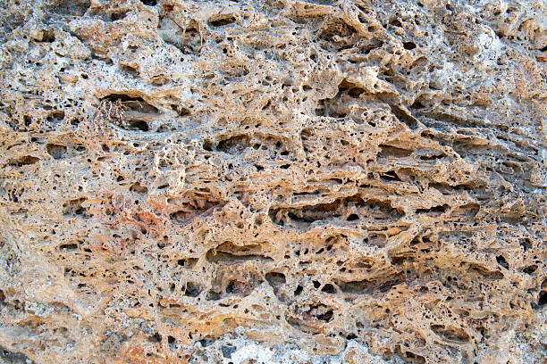 Close-up of a porous limestone surface featuring irregular cavities, mineral-rich textures, and a natural palette of beige, brown, and gray. The rock’s weathered appearance and intricate voids suggest long-term erosion and biological activity, making it ideal for geological, environmental, or architectural themes. Perfect for use in educational visuals, texture backgrounds, or nature-focused design projects.