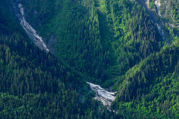A dramatic avalanche scar cuts through dense evergreen forest on a steep mountain slope, with lingering snow contrasting against vibrant green foliage in early summer light.